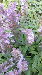Corydalis cava