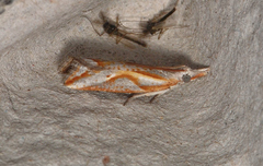 Arotrophora arcuatalis