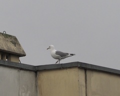 Larus argentatus