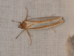 Xylorycta parabolella