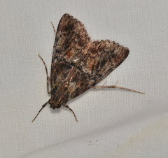 Orthaga thyrisalis