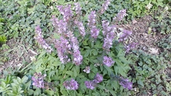 Corydalis cava