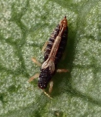 Heliothrips haemorrhoidalis