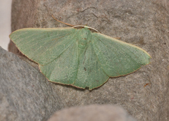 Prasinocyma semicrocea