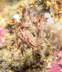 Cabangus regius