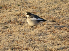 Motacilla alba lugens