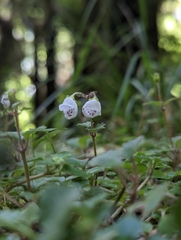 Jovellana repens