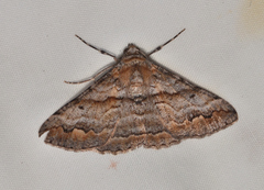 Gastrinodes bitaeniaria