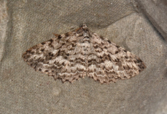 Psilosticha mactaria