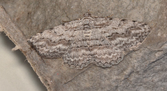 Psilosticha absorpta