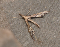 Tineodes adactylalis