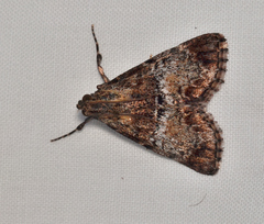 Orthaga thyrisalis