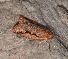 Meritastis
