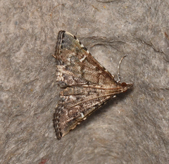 Metasia capnochroa