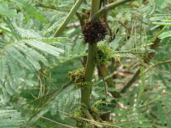 Phytoplasma