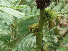 Phytoplasma