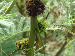 Phytoplasma