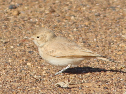 Terrera colinegra (Ammomanes cinctura)