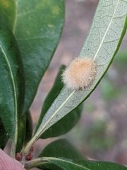 Druon quercuslanigerum