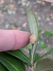 Druon quercuslanigerum