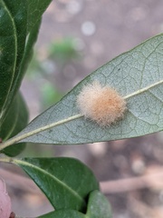 Druon quercuslanigerum