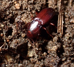 Pterostichus angustus