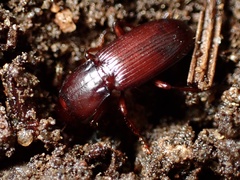 Pterostichus angustus