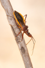 Gminatus australis