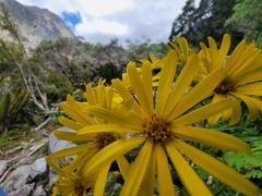 Brachyglottis bellidioides