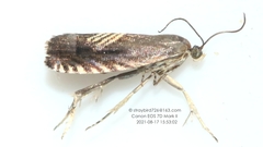 Grapholita delineana