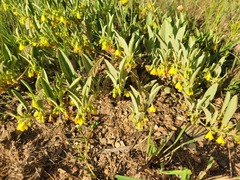 Hermannia staurostemon