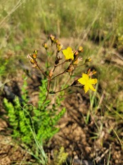 Hypericum aethiopicum