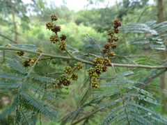 Dasineura rubiformis