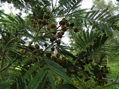 Dasineura rubiformis