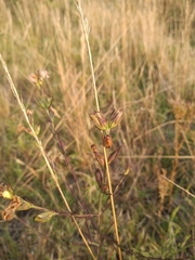 Agalinis communis