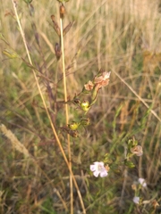 Agalinis communis