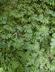 Hymenophyton flabellatum