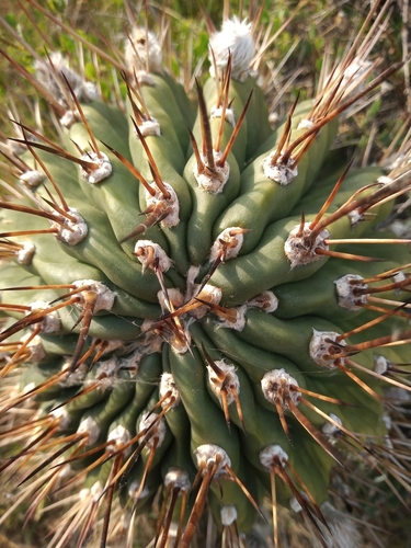 Image of Echinopsis oxygona by (c) Agustina Collazo, some rights reserved (CC BY)