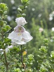 Prostanthera cuneata