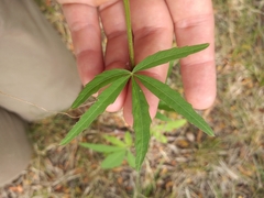 Cissus palmata
