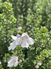 Prostanthera cuneata