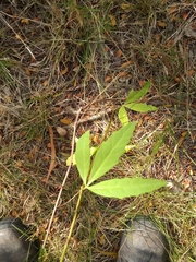 Cissus palmata