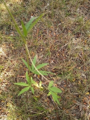 Cissus palmata