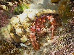 Dardanus crassimanus