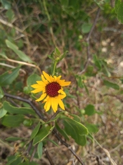 Grindelia pulchella