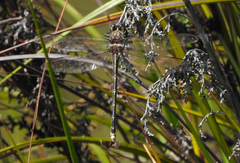 Petalura litorea
