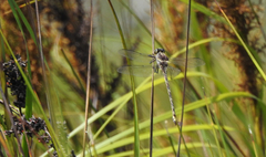 Petalura litorea