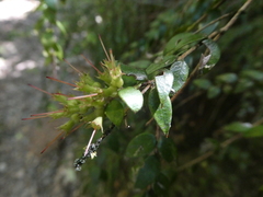 Metrosideros colensoi