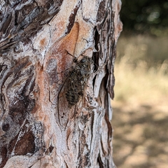 Amphipsalta strepitans