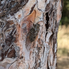 Amphipsalta strepitans